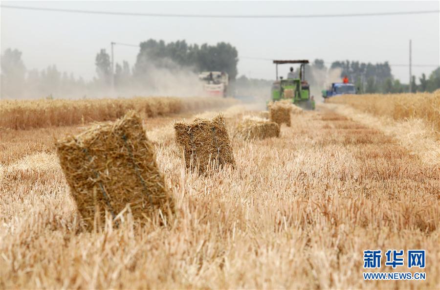 #（經濟）（1）河北行唐：秸稈回收再利用 變廢為寶促增收