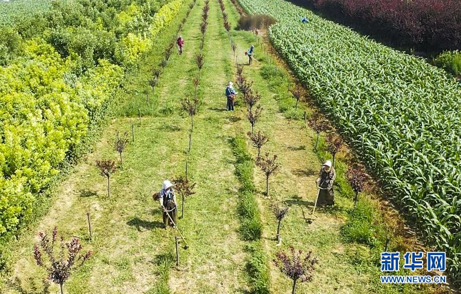 （經(jīng)濟）（1）河北景縣：園林綠化產(chǎn)業(yè)化 就業(yè)脫貧樂開花